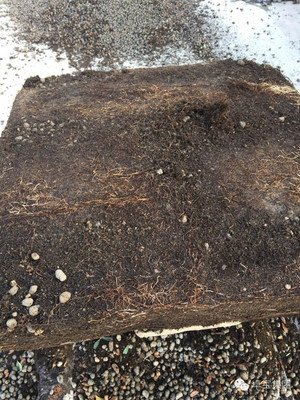 卓寶科技再添兩款耐根穿刺防水卷材，持續(xù)引領(lǐng)行業(yè)創(chuàng)新